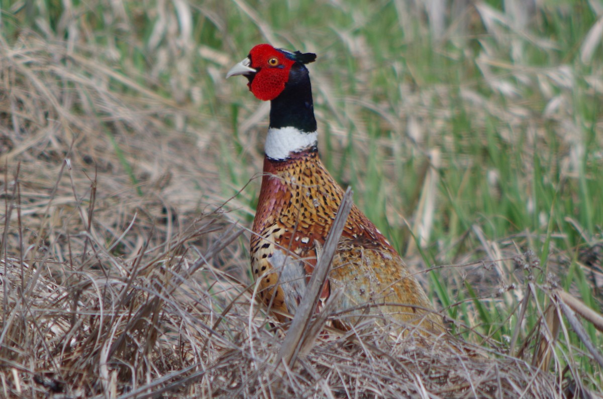 Ring-necked Pheasant - ML128633501