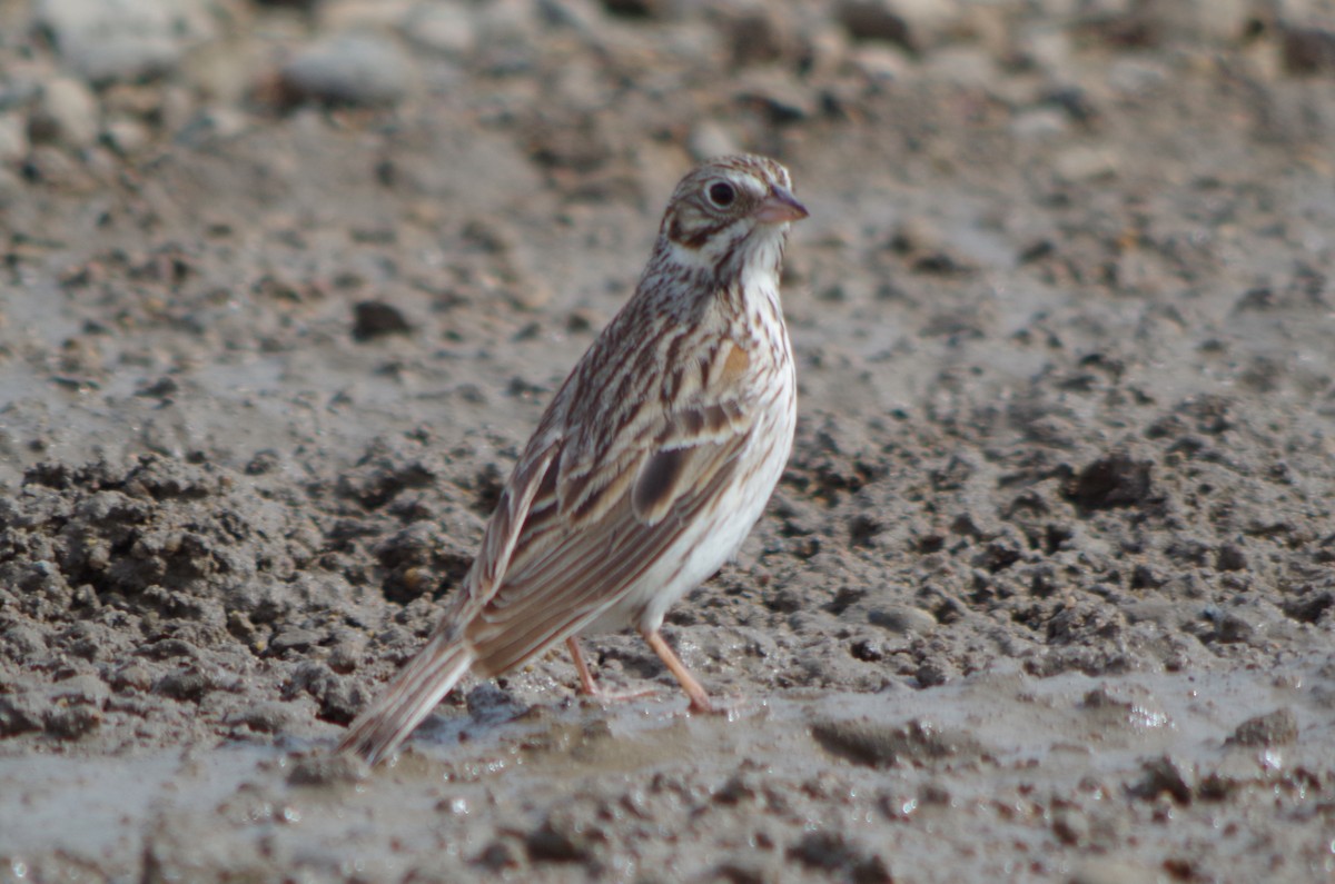 Vesper Sparrow - John Sloane