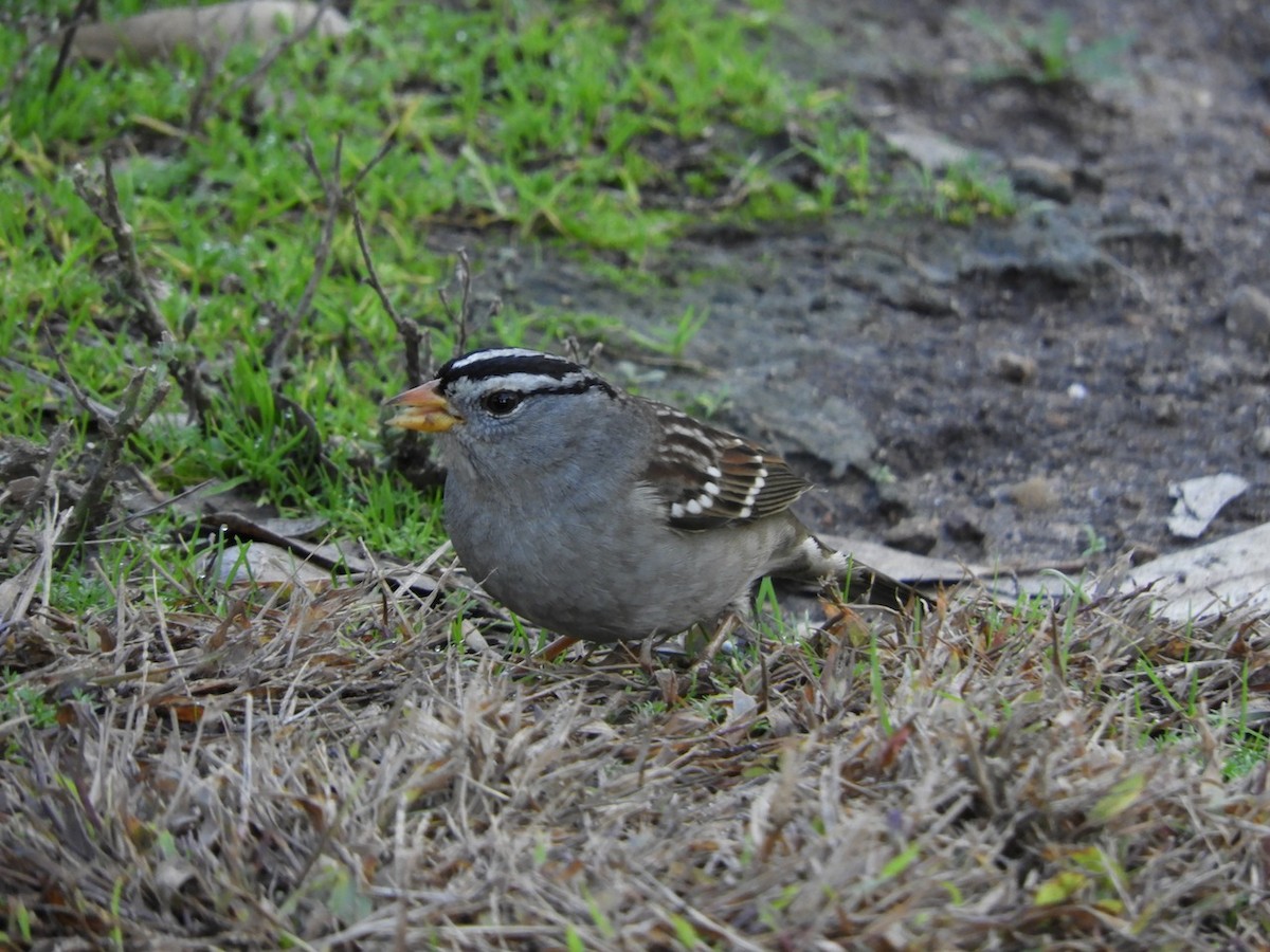 White-crowned Sparrow - ML128633691