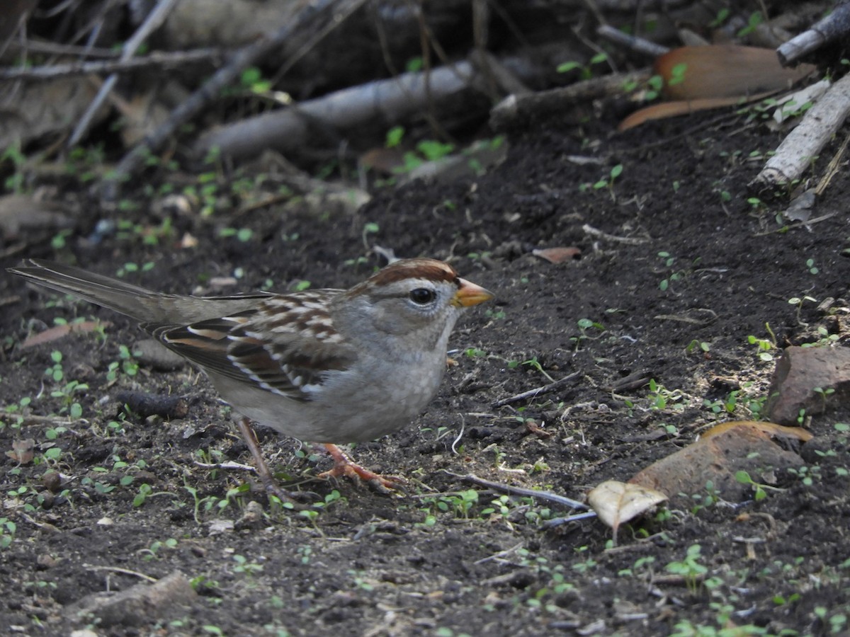 White-crowned Sparrow - ML128633711
