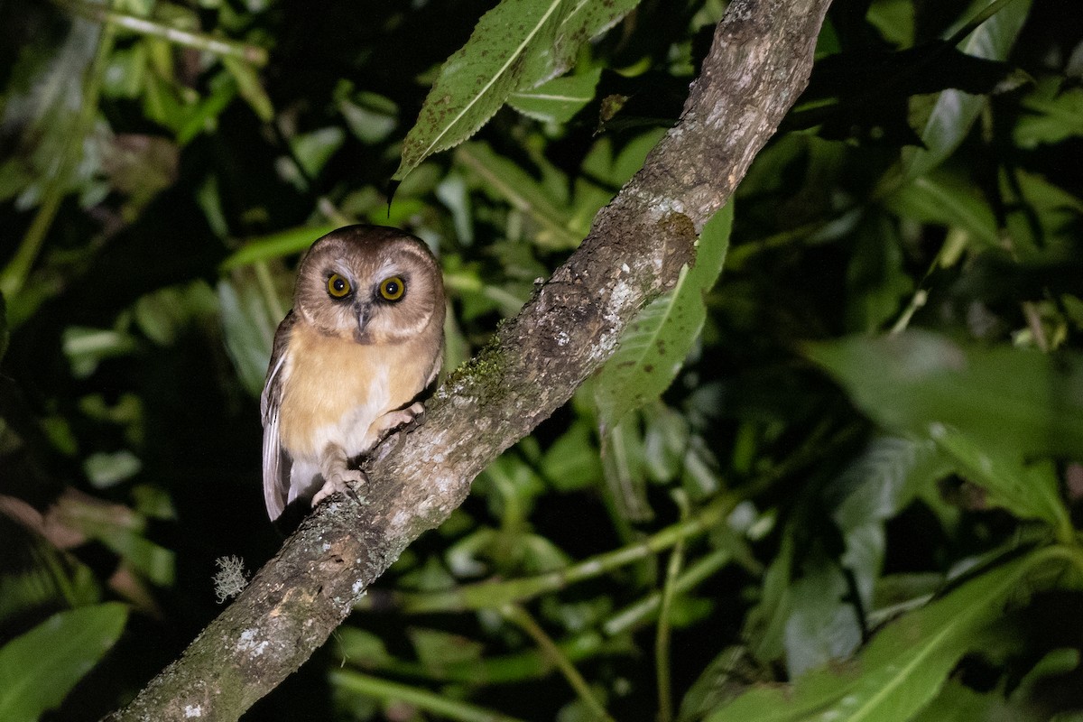 Unspotted Saw-whet Owl - ML128634591