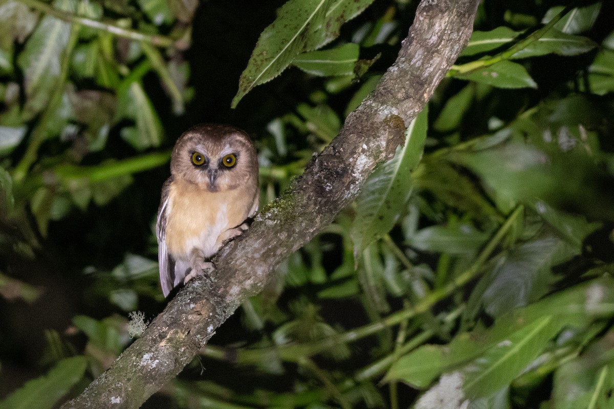 Unspotted Saw-whet Owl - ML128634611
