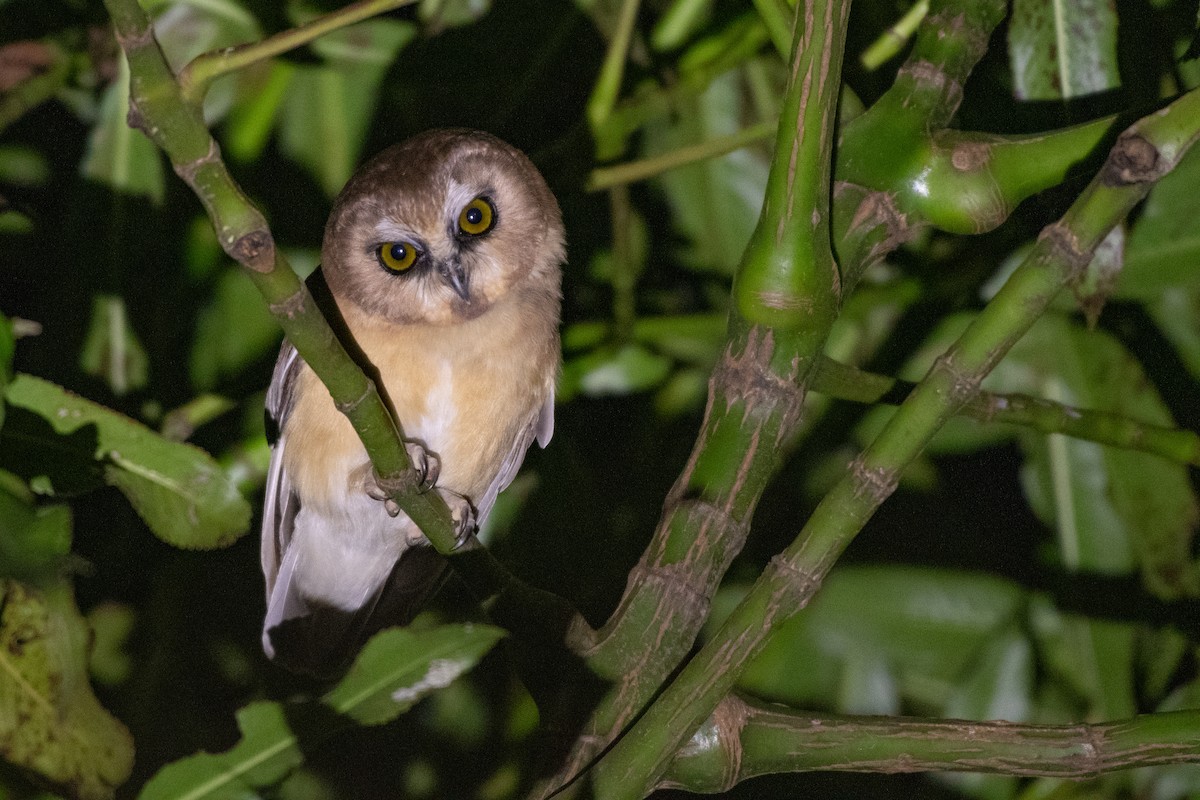 Unspotted Saw-whet Owl - ML128634641