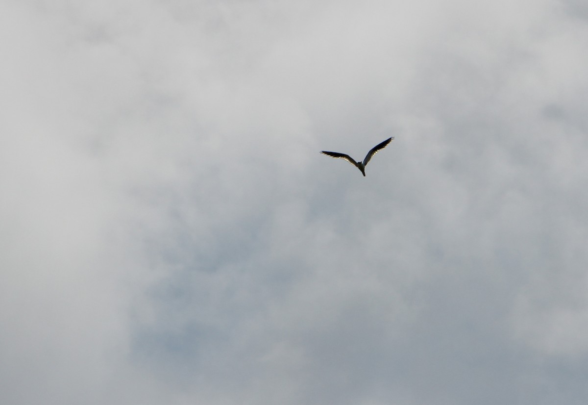 White-tailed Kite - Graham Williams