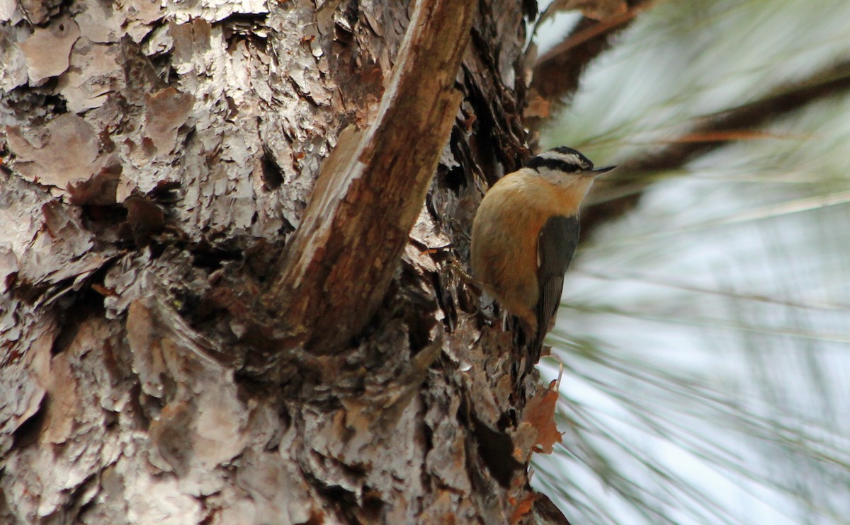 Red-breasted Nuthatch - Graham Williams
