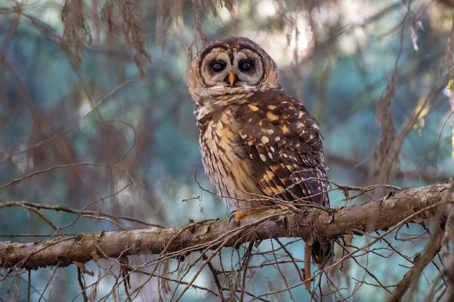チャイロアメリカフクロウ Ebird
