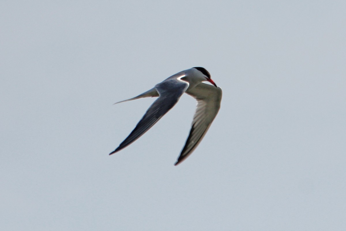 Common Tern - Graham Williams