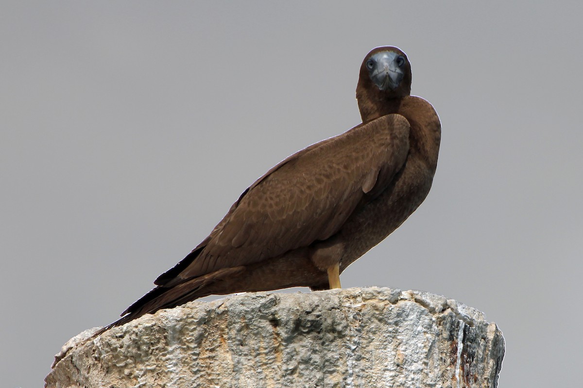 Brown Booby - ML128638971