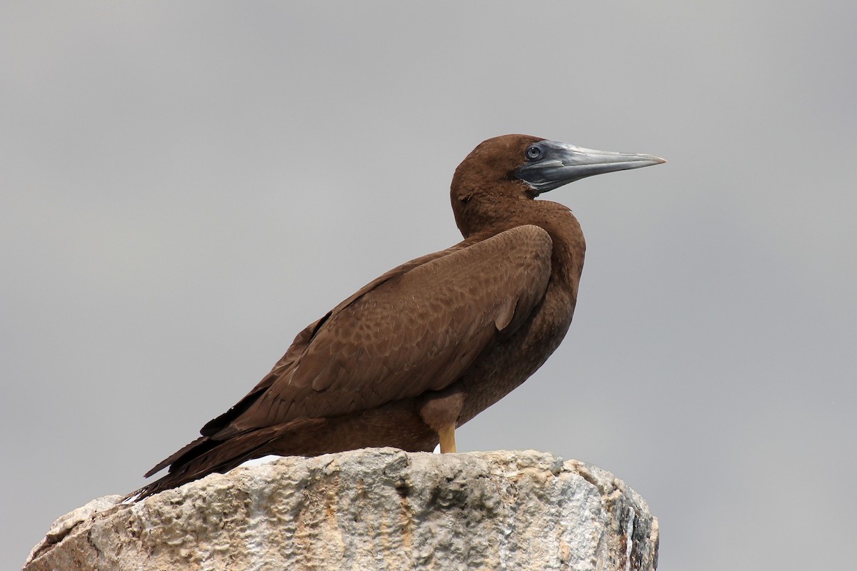 Brown Booby - ML128639001