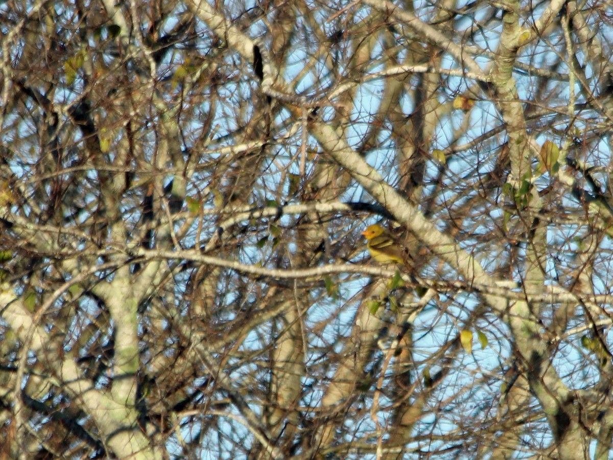 Western Tanager - Graham Williams