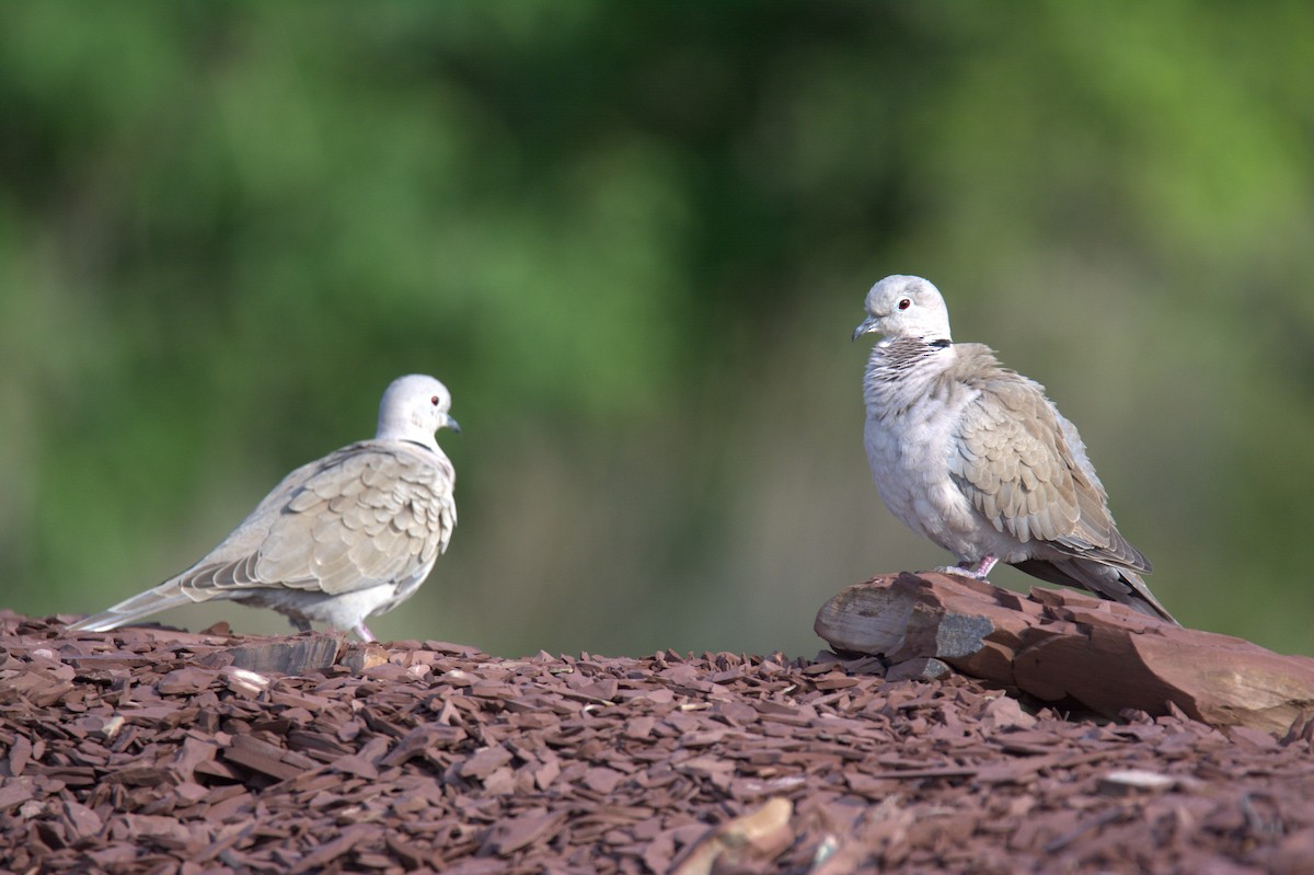 Eurasian Collared-Dove - Sriram Reddy