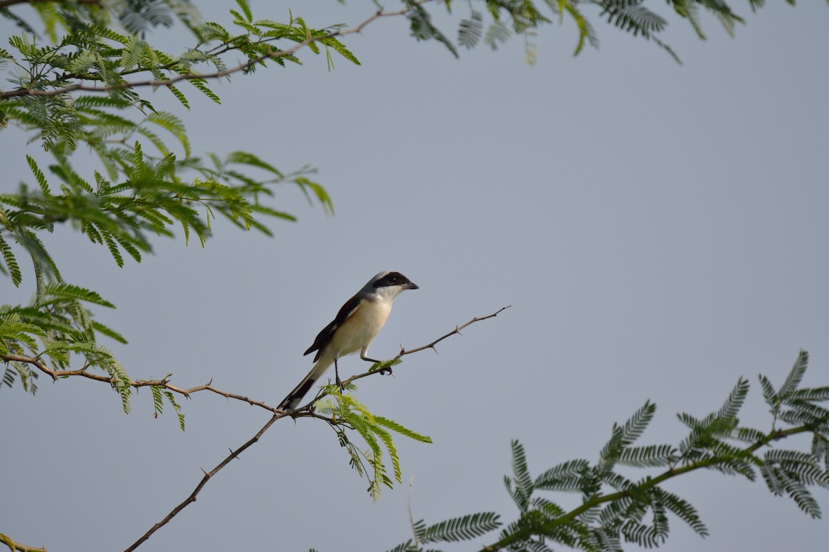 Bay-backed Shrike - Sriram Reddy