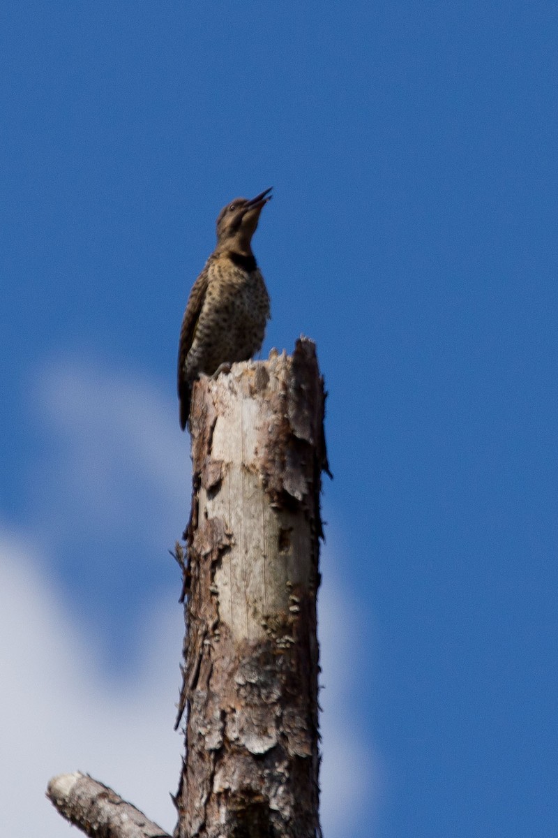 Northern Flicker (Yellow-shafted) - Graham Williams