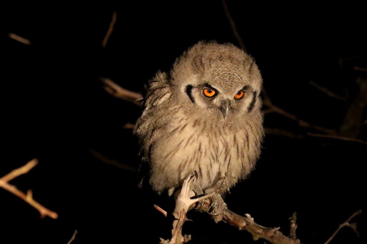 Southern White-faced Owl - ML128647631