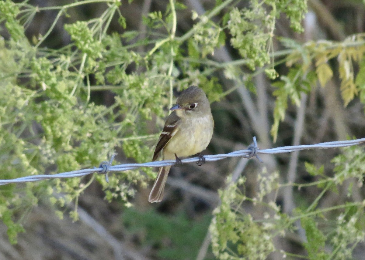 Western Flycatcher (Pacific-slope) - Dave Bengston