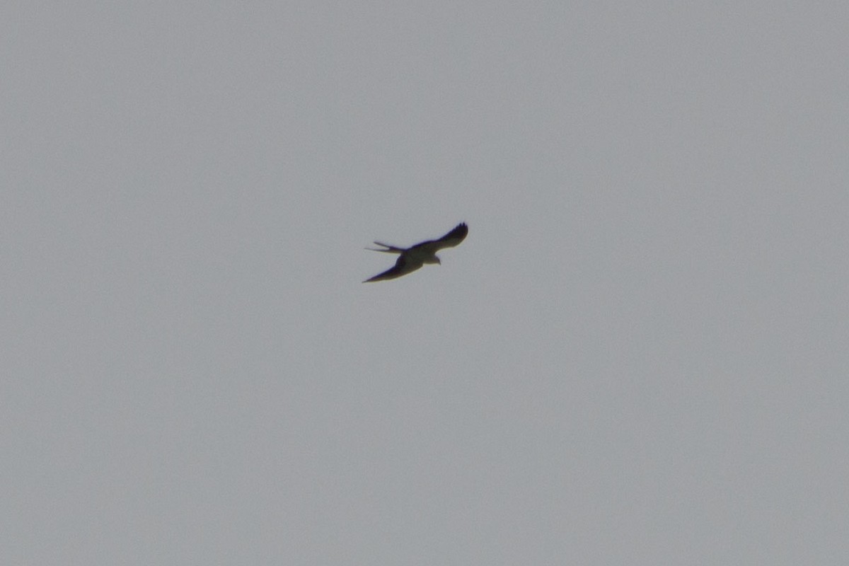 Swallow-tailed Kite - ML128649401