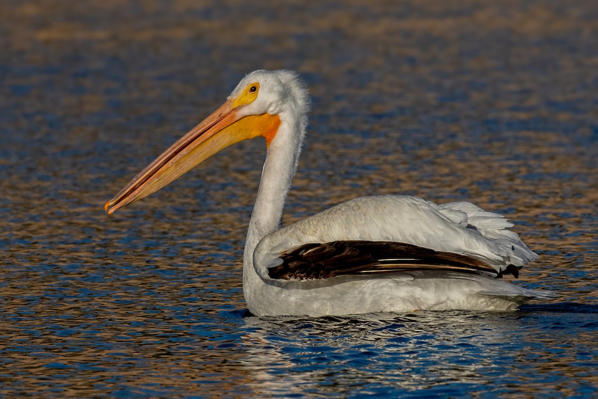 pelikán severoamerický - ML128650681