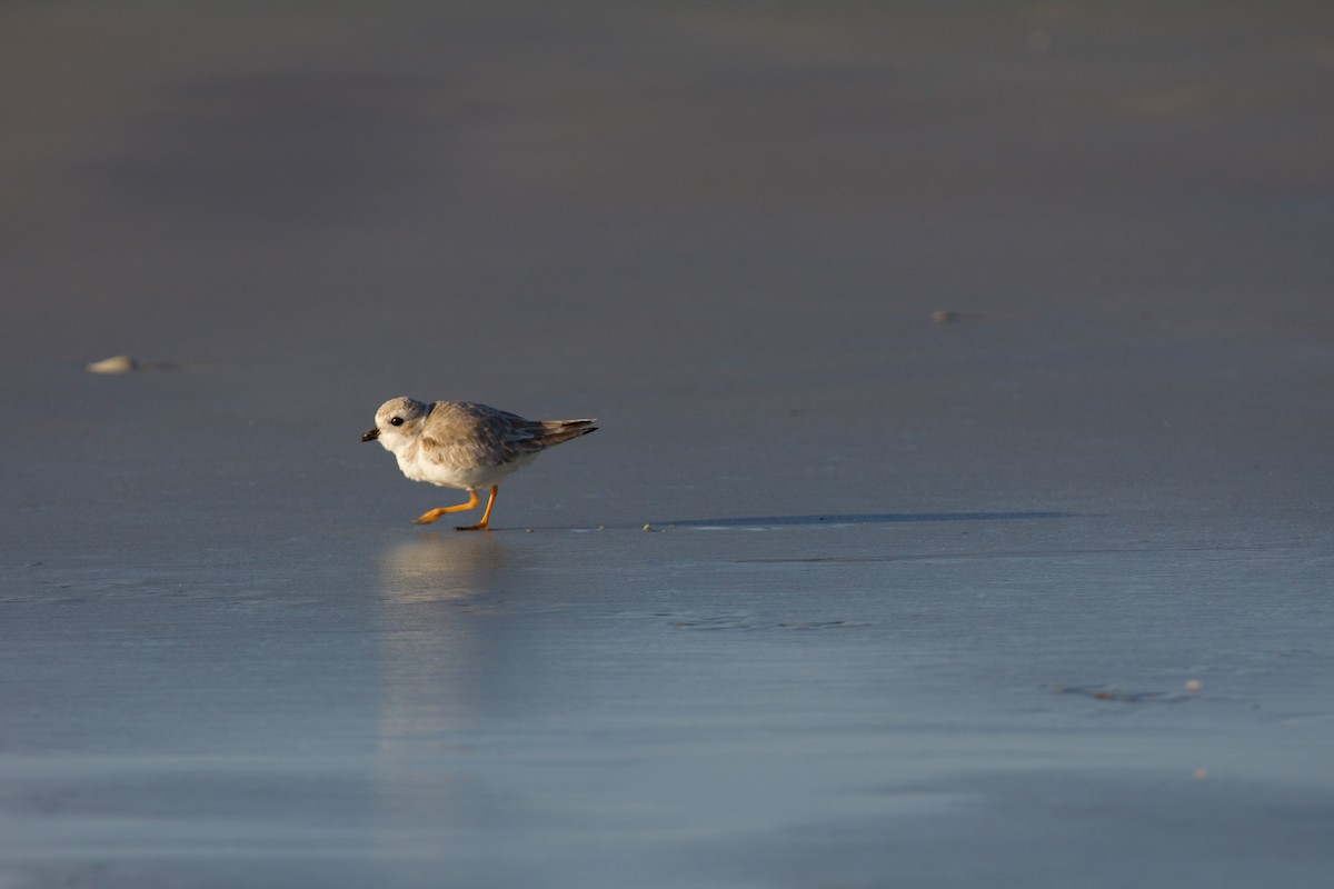 Piping Plover - Graham Williams