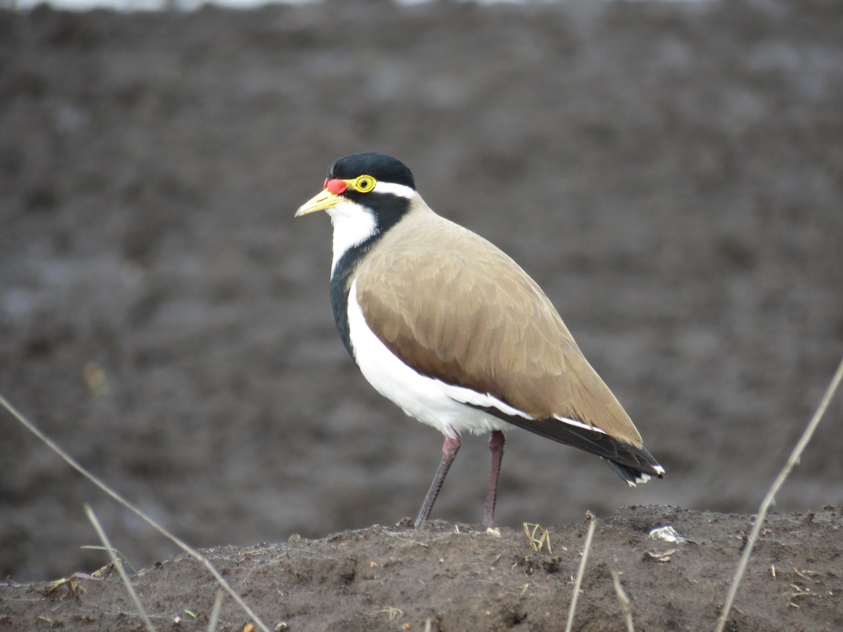 Banded Lapwing - ML128652921