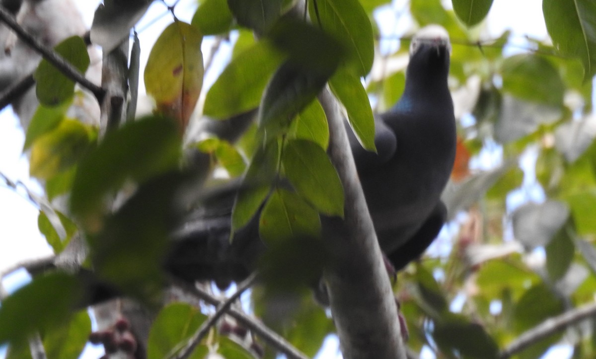 White-crowned Pigeon - ML128655961