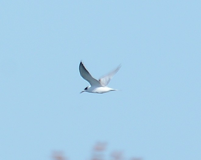 Common Tern - John Wyatt
