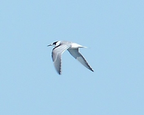 Common Tern - John Wyatt