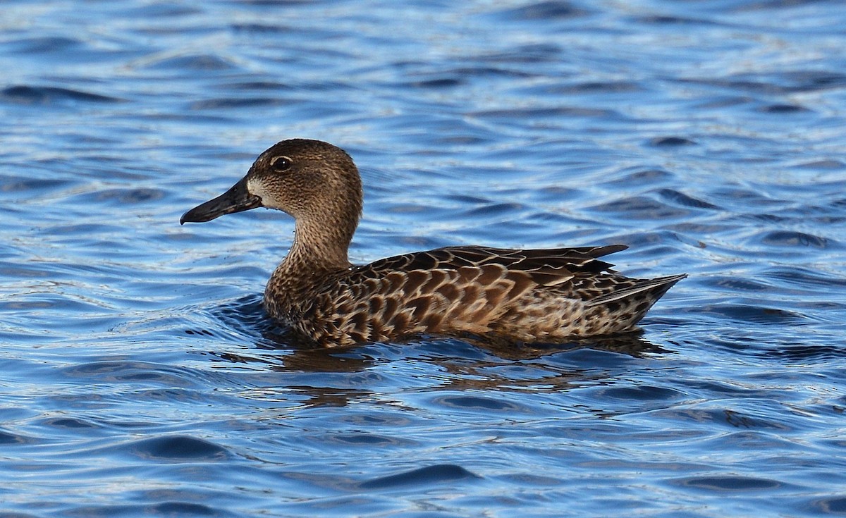 Blue-winged Teal - ML128662101