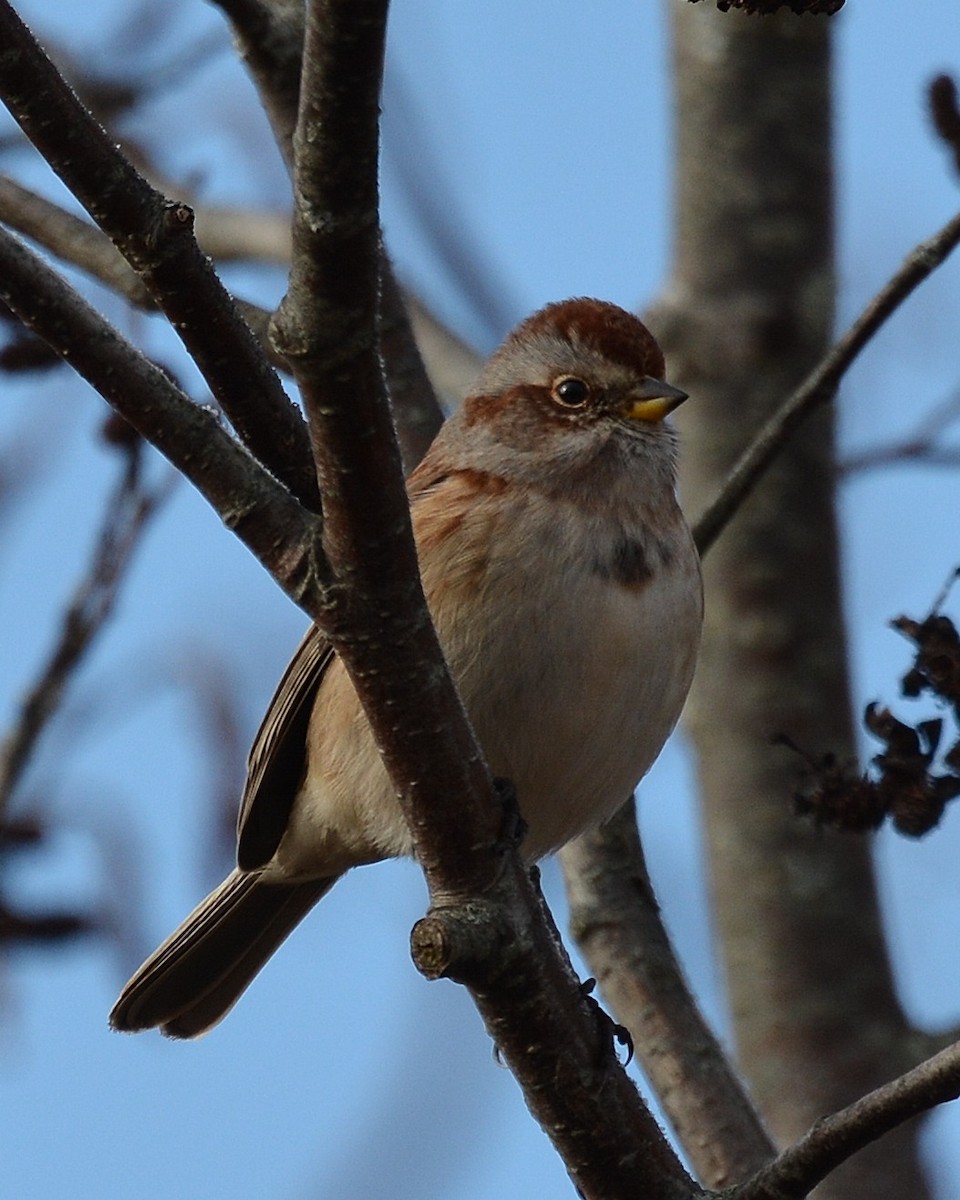 American Tree Sparrow - ML128662251