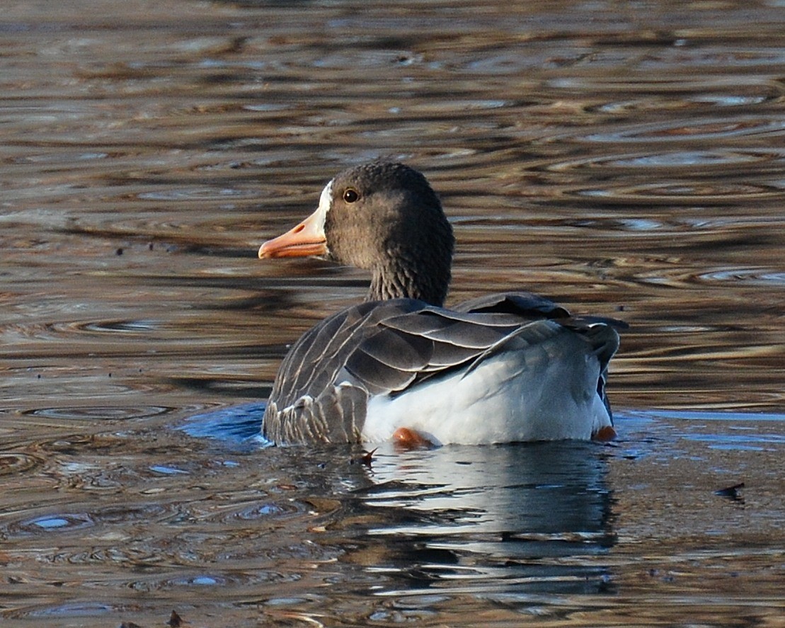 Greater White-fronted Goose - ML128662391