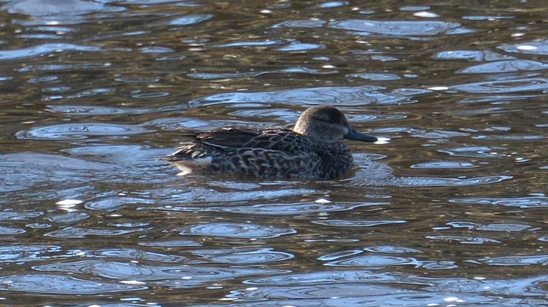 Green-winged Teal - ML128664261