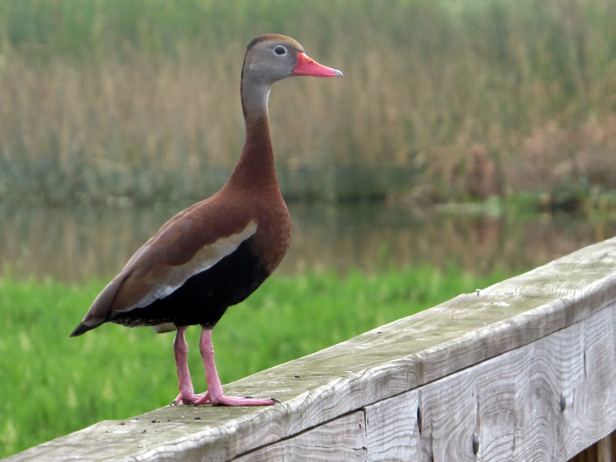 Black-bellied Whistling-Duck - Amy Evenstad