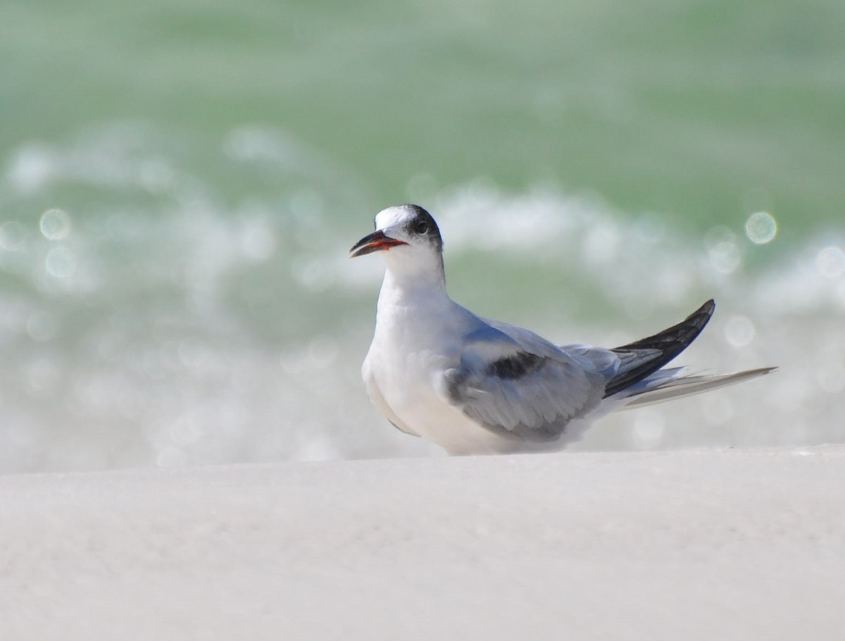 Common Tern - Bruce  Purdy