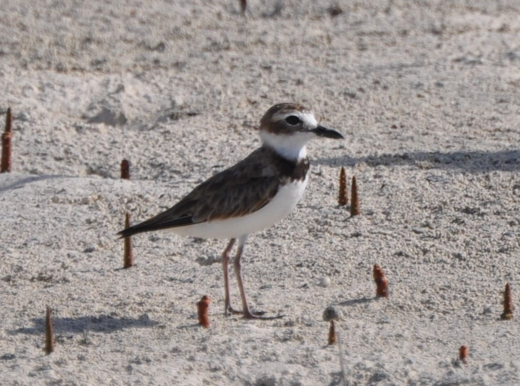 Wilson's Plover - Bruce  Purdy