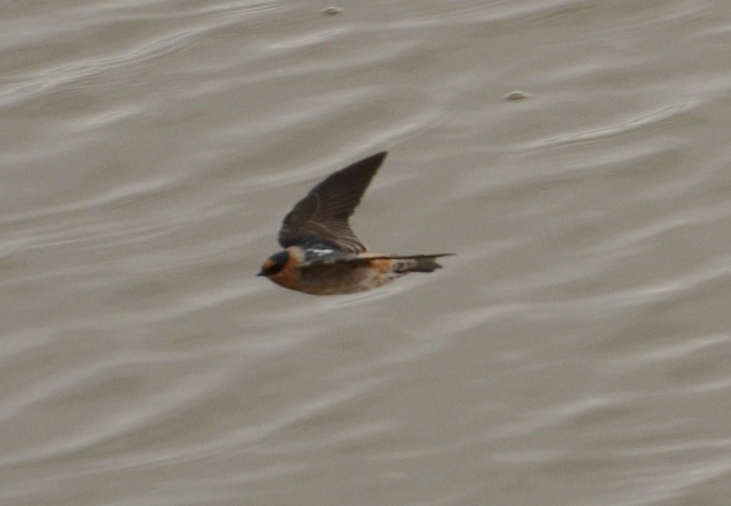 Cave Swallow - ML128667481