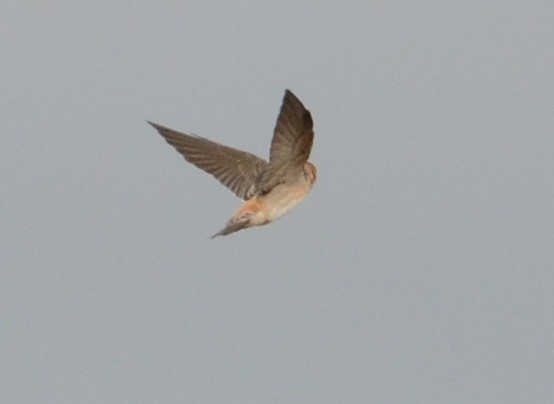 Cave Swallow - ML128667491
