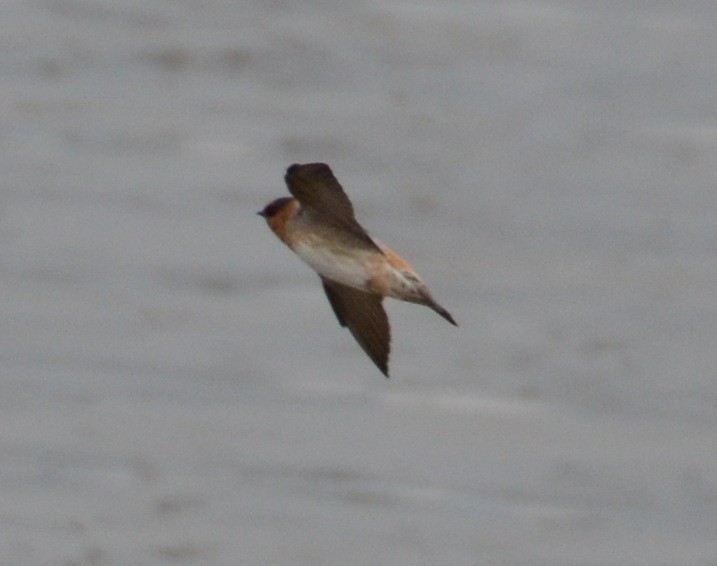 Cave Swallow - ML128667501