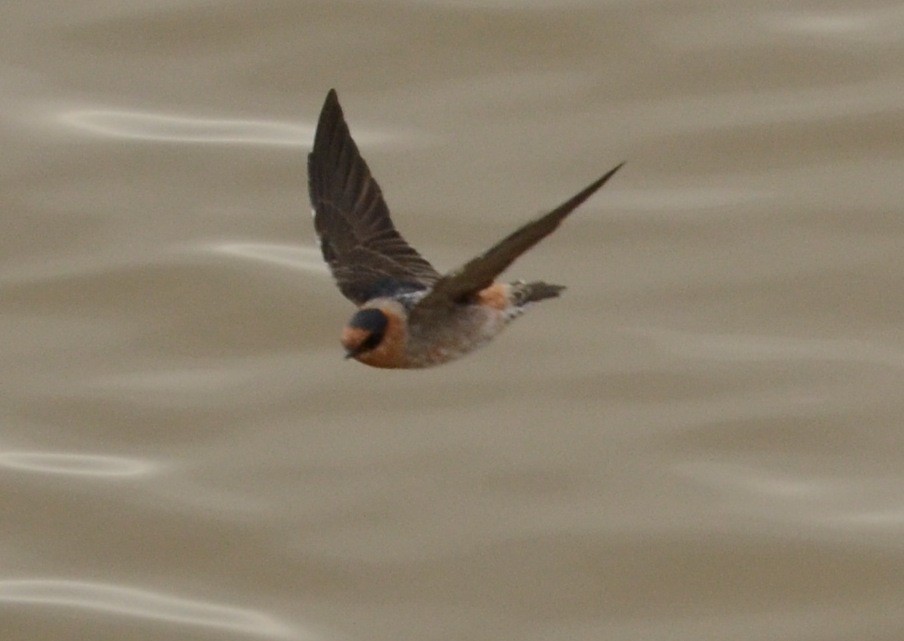 Cave Swallow - ML128667511