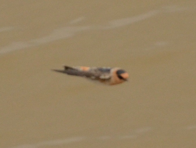 Cave Swallow - ML128667531