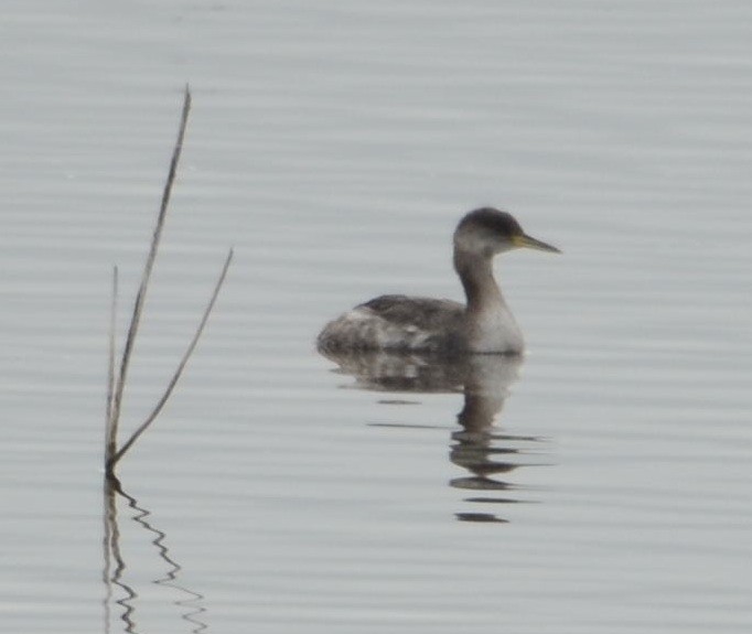 Red-necked Grebe - ML128667571