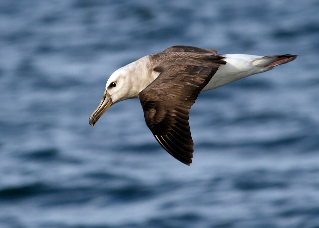 Buller's Albatross - Jacob Drucker