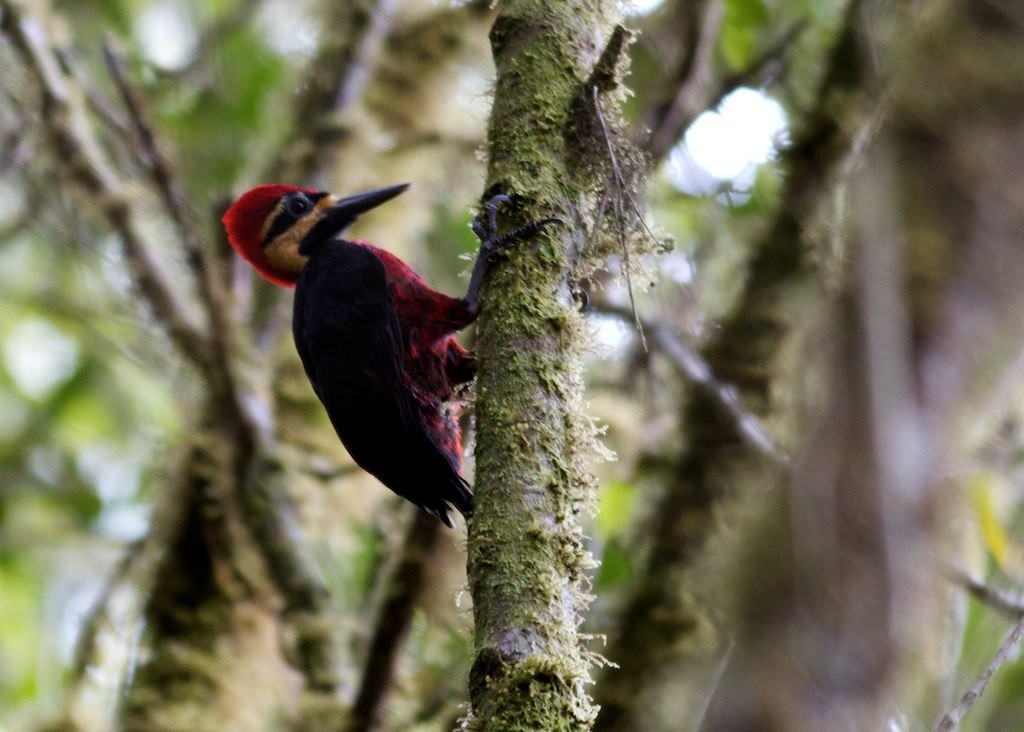 Crimson-bellied Woodpecker - Jacob Drucker