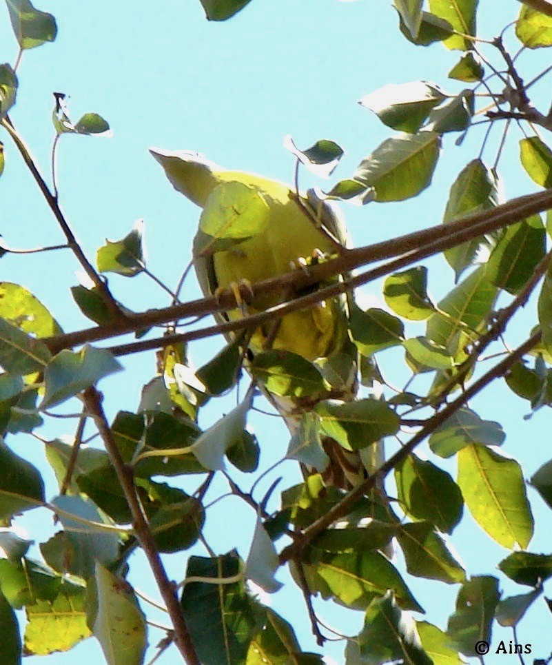 Yellow-footed Green-Pigeon - Ains Priestman