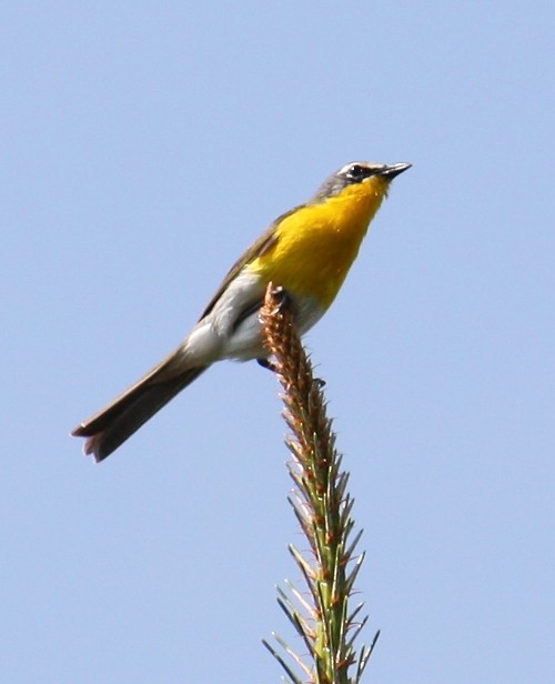 Yellow-breasted Chat - ML128674031