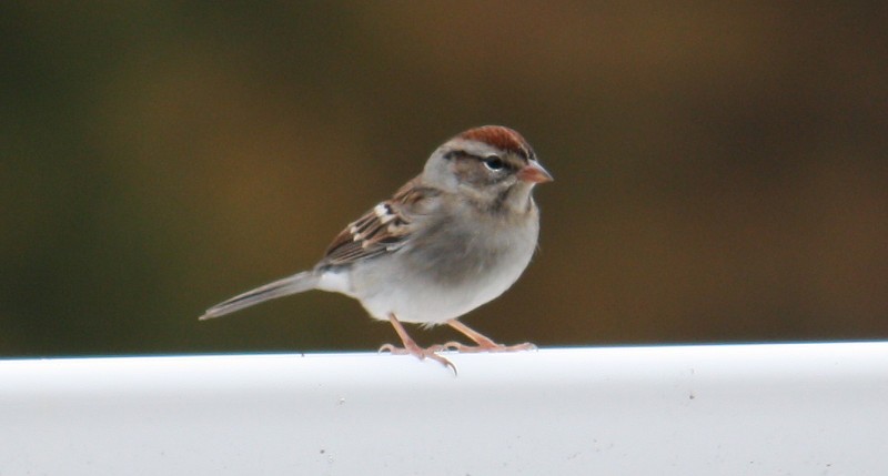 Chipping Sparrow - Jim&Allison Healy
