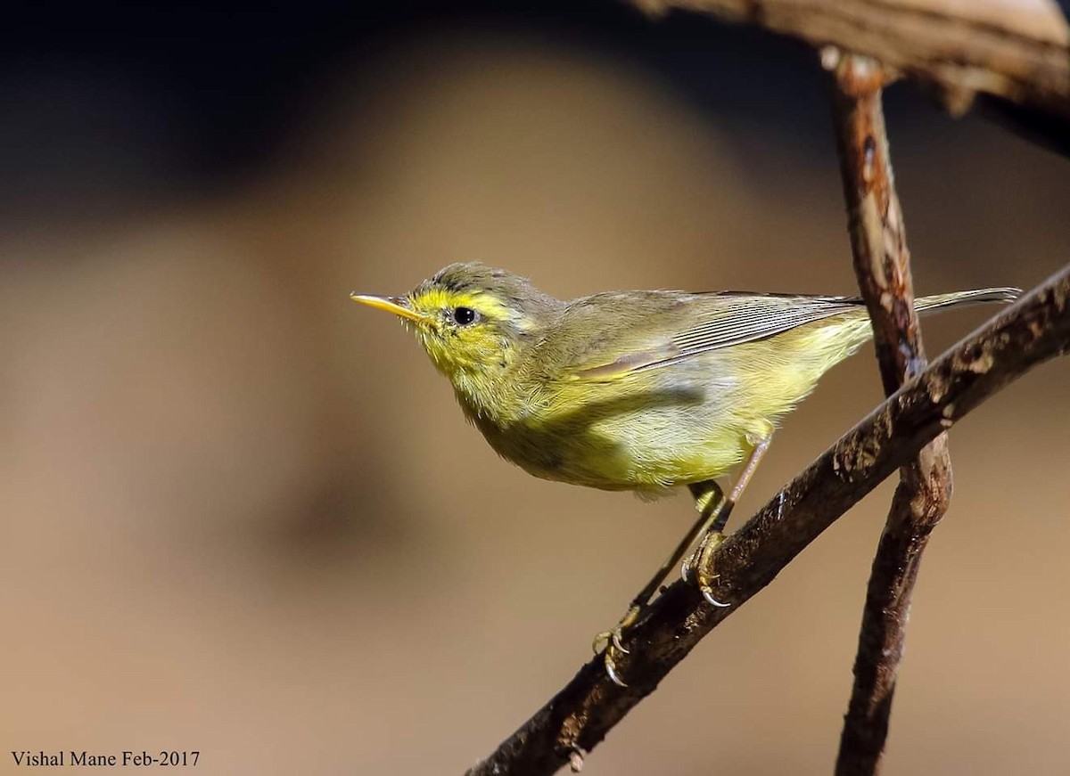 Tickell's Leaf Warbler (Tickell's) - MH Rarities and Uncommoners (proxy account)