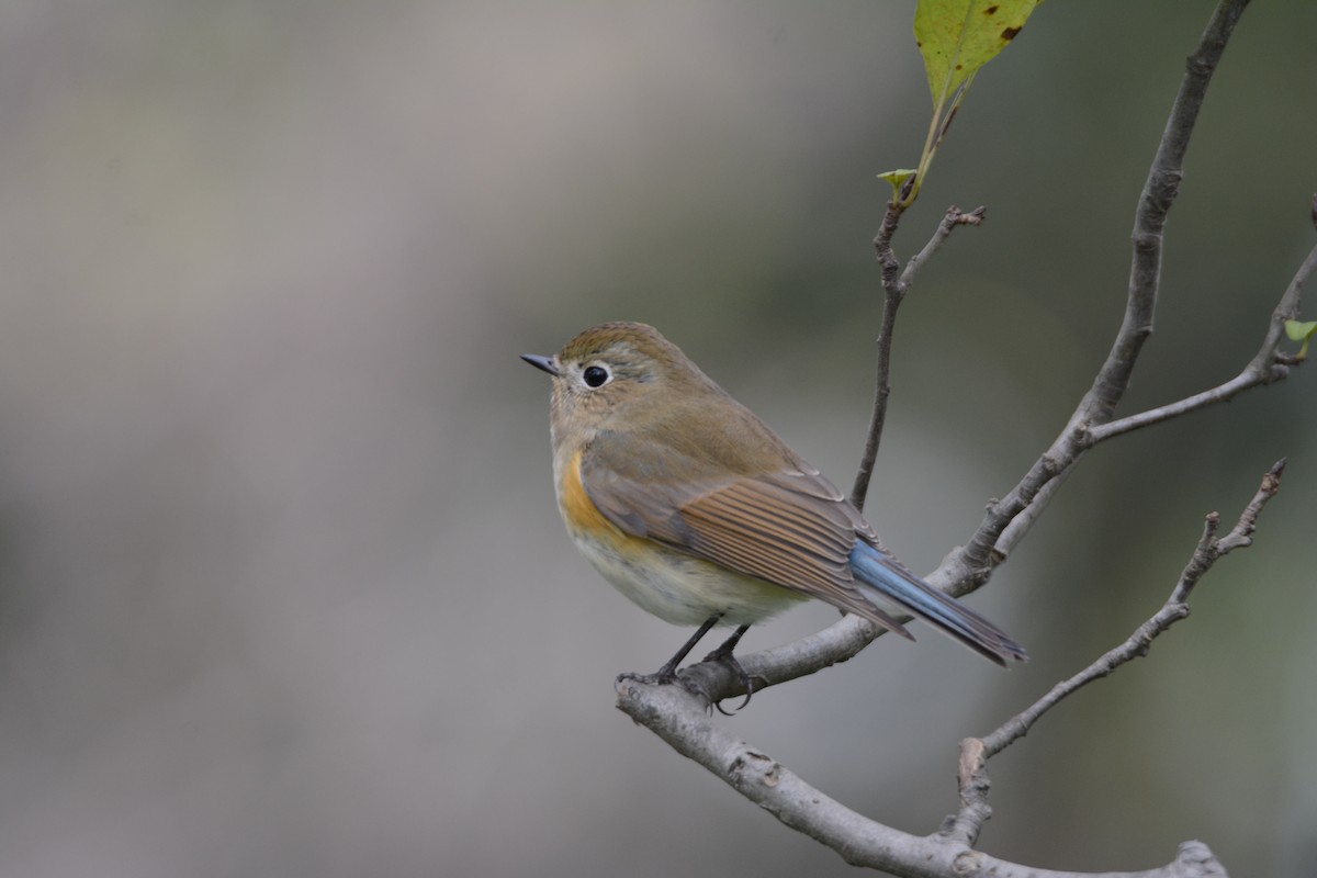 Red-flanked Bluetail - ML128682671