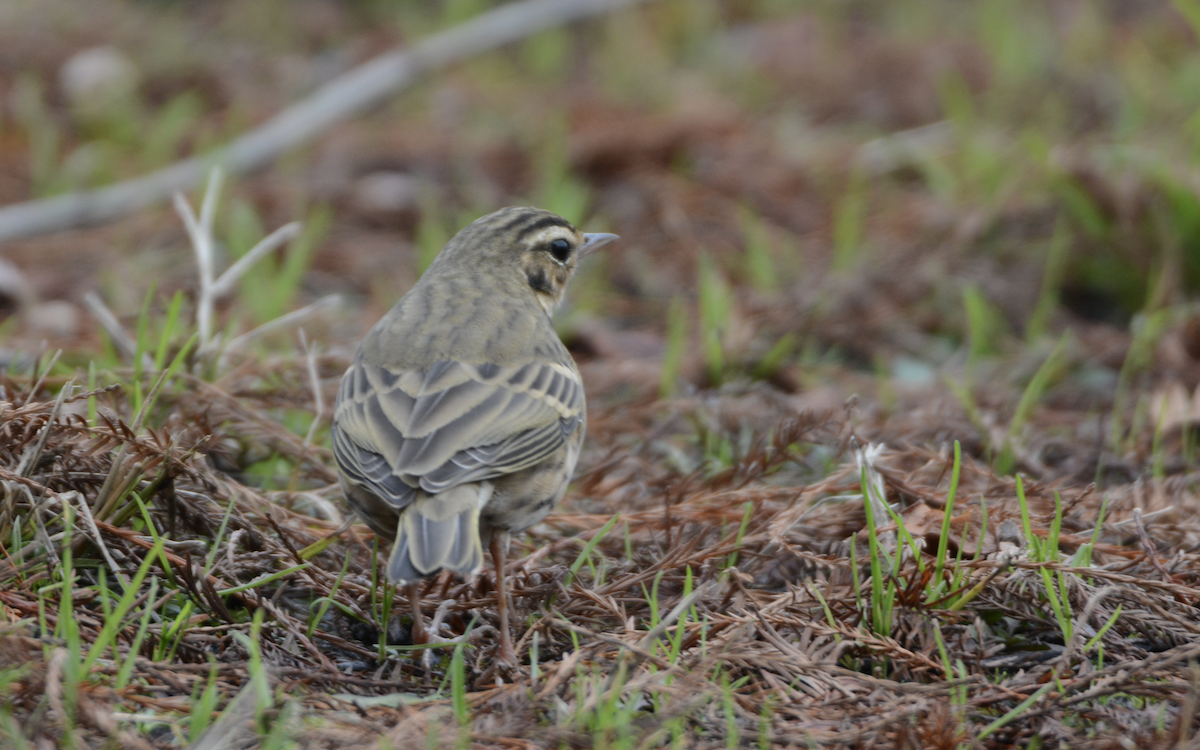 Olive-backed Pipit - Larry Chen