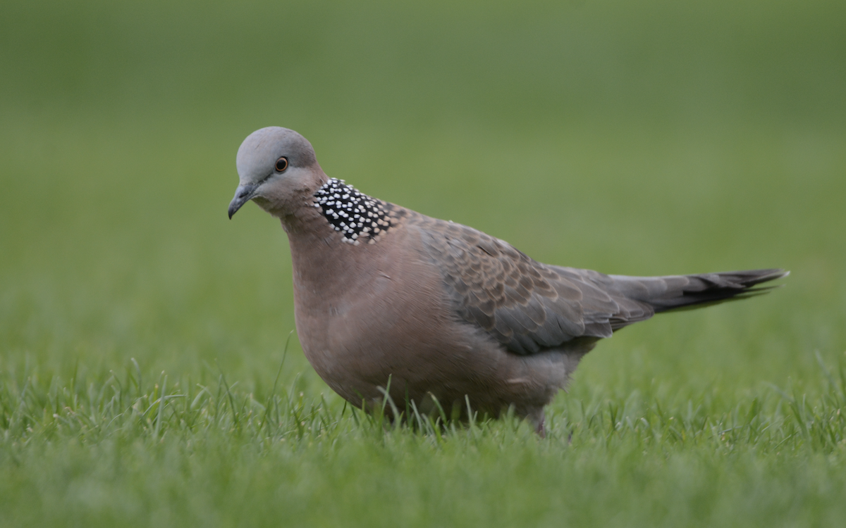 Spotted Dove - Larry Chen
