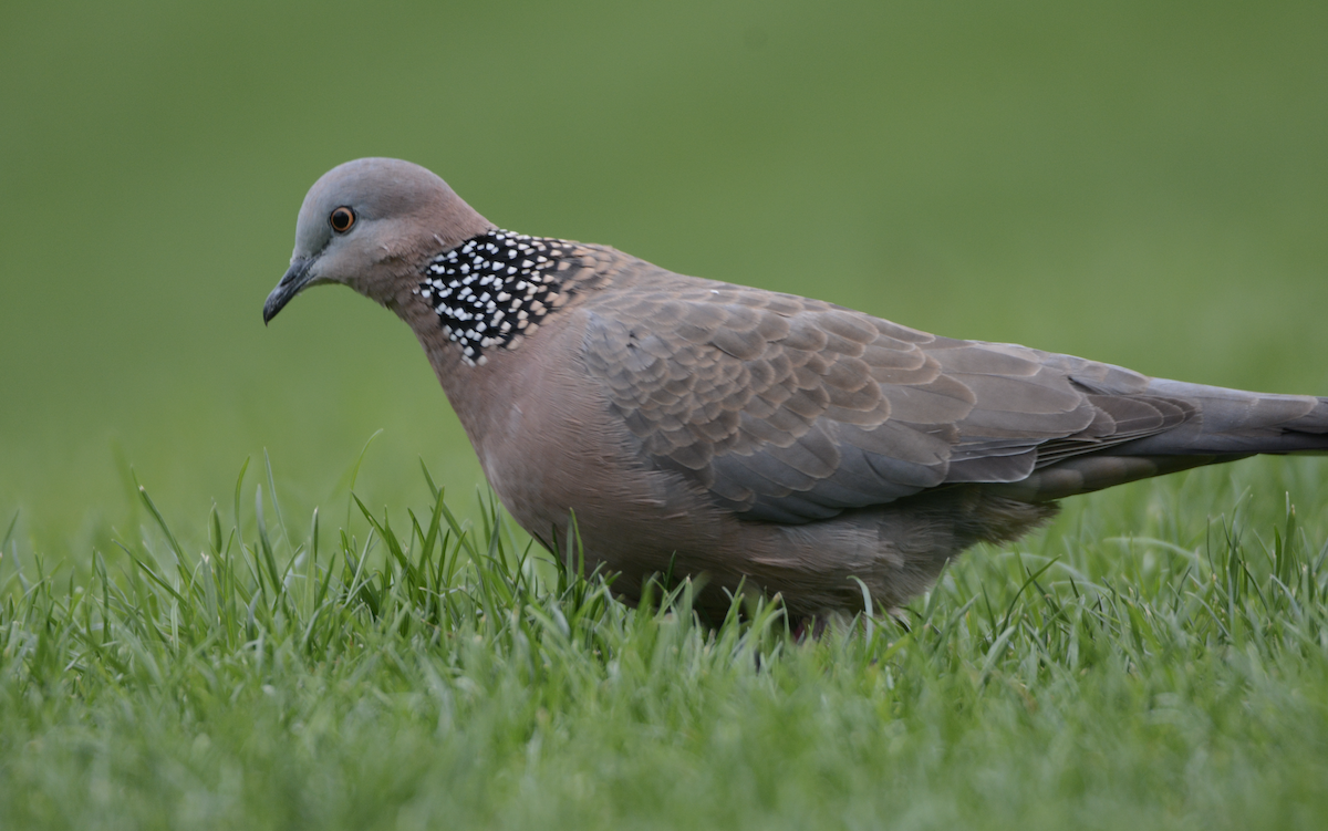 Spotted Dove - ML128685111