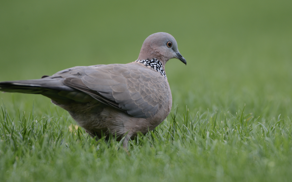 Spotted Dove - ML128685131